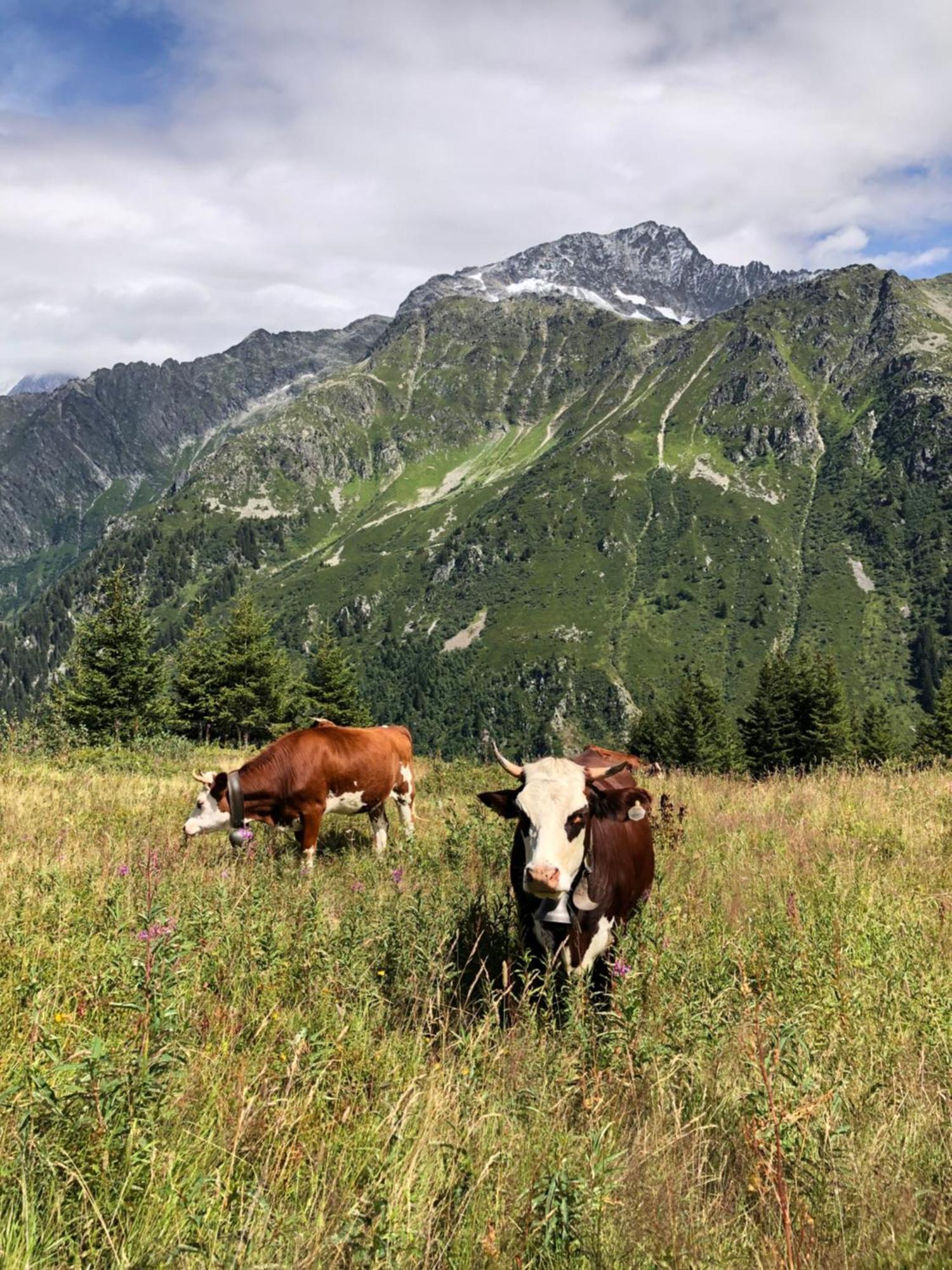 Chalet Riviere Du Bon Nant Location De 6 A 14 Personnes En Haute Savoie Сен-Жерве-Ле-Бэн Экстерьер фото