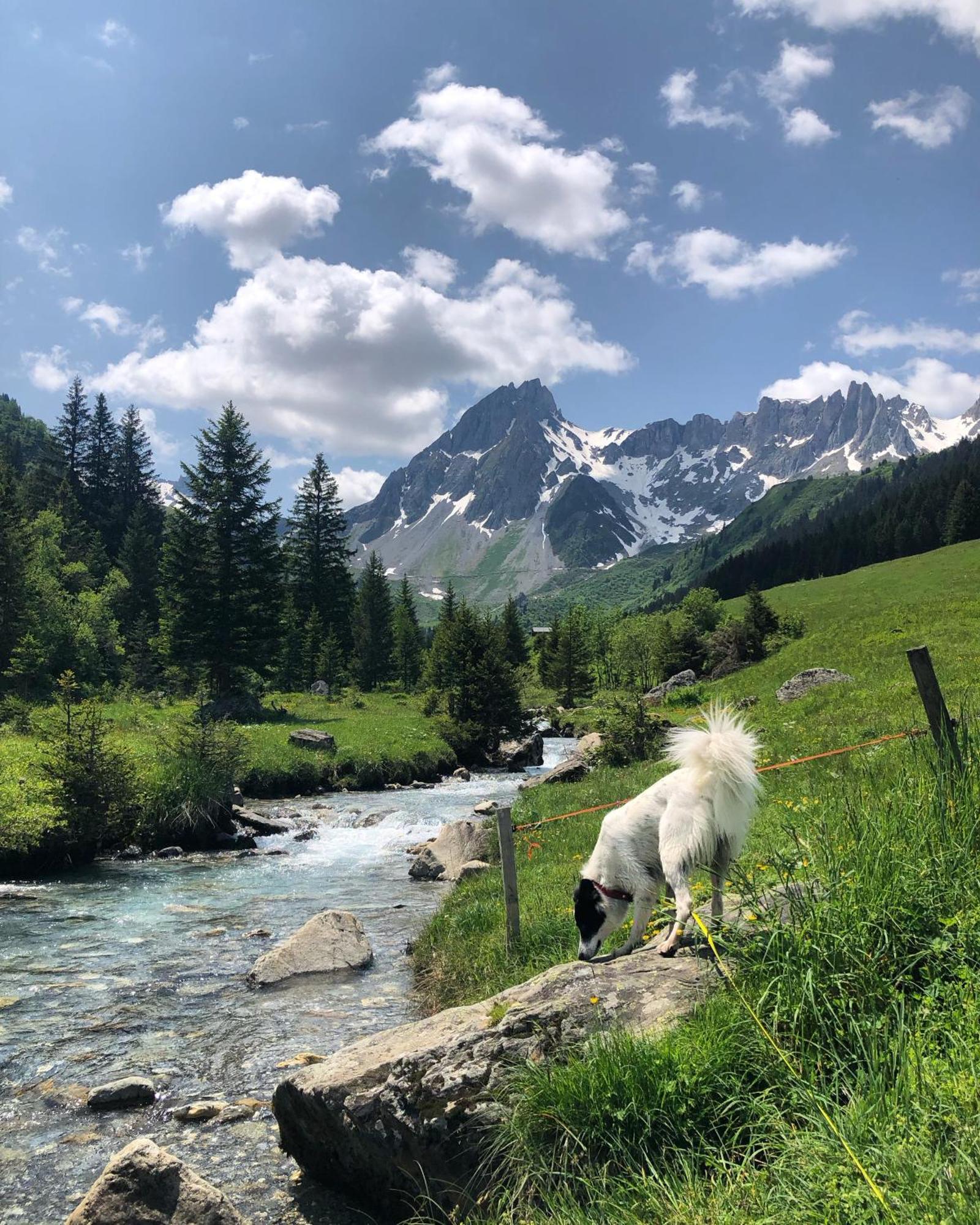 Chalet Riviere Du Bon Nant Location De 6 A 14 Personnes En Haute Savoie Сен-Жерве-Ле-Бэн Экстерьер фото